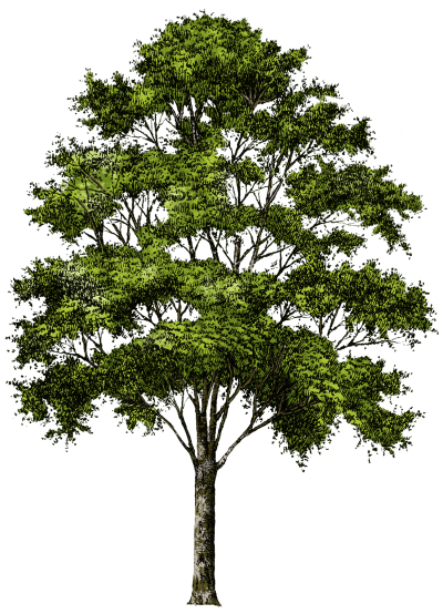 Tree Picture No Background PNG Images