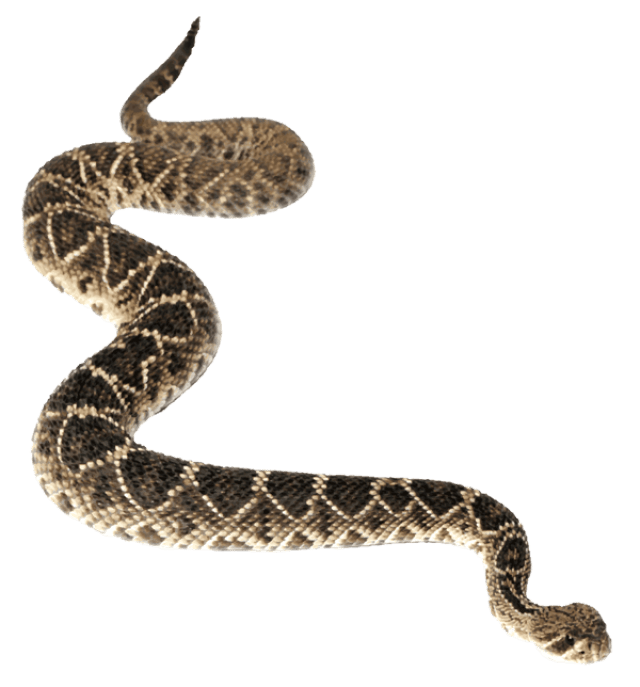 Image Of Anaconda Snake Creeping , Brutal, Murder, Causing Death PNG ...