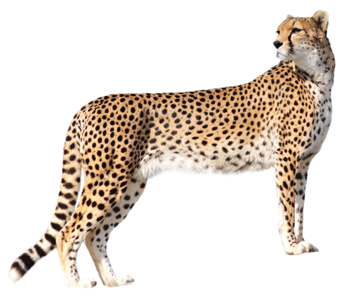 Cheetah Amazing Image Download PNG Transparent Background 500x425px ...