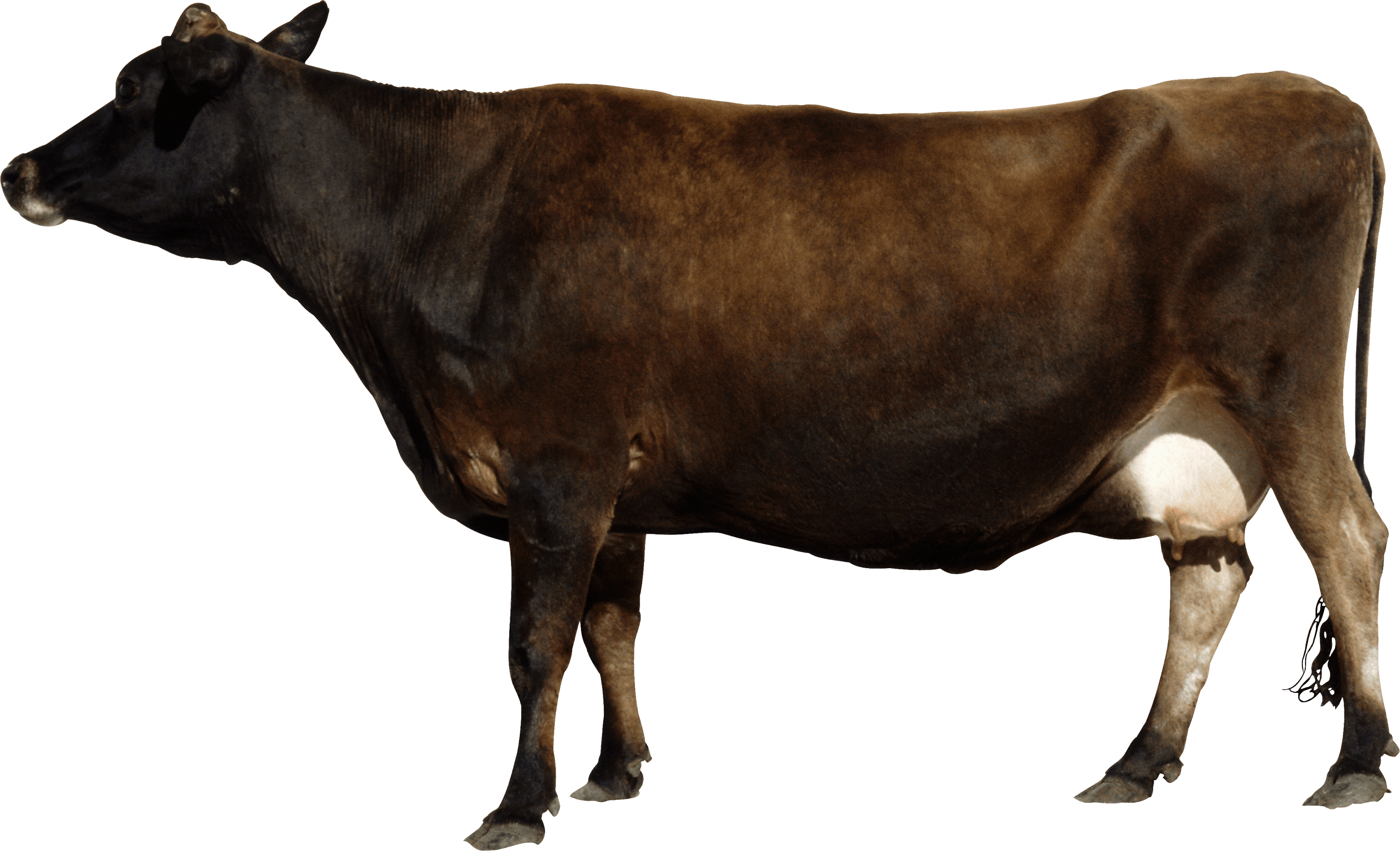 Side View Brown Cow Free Download PNG Transparent Background ...