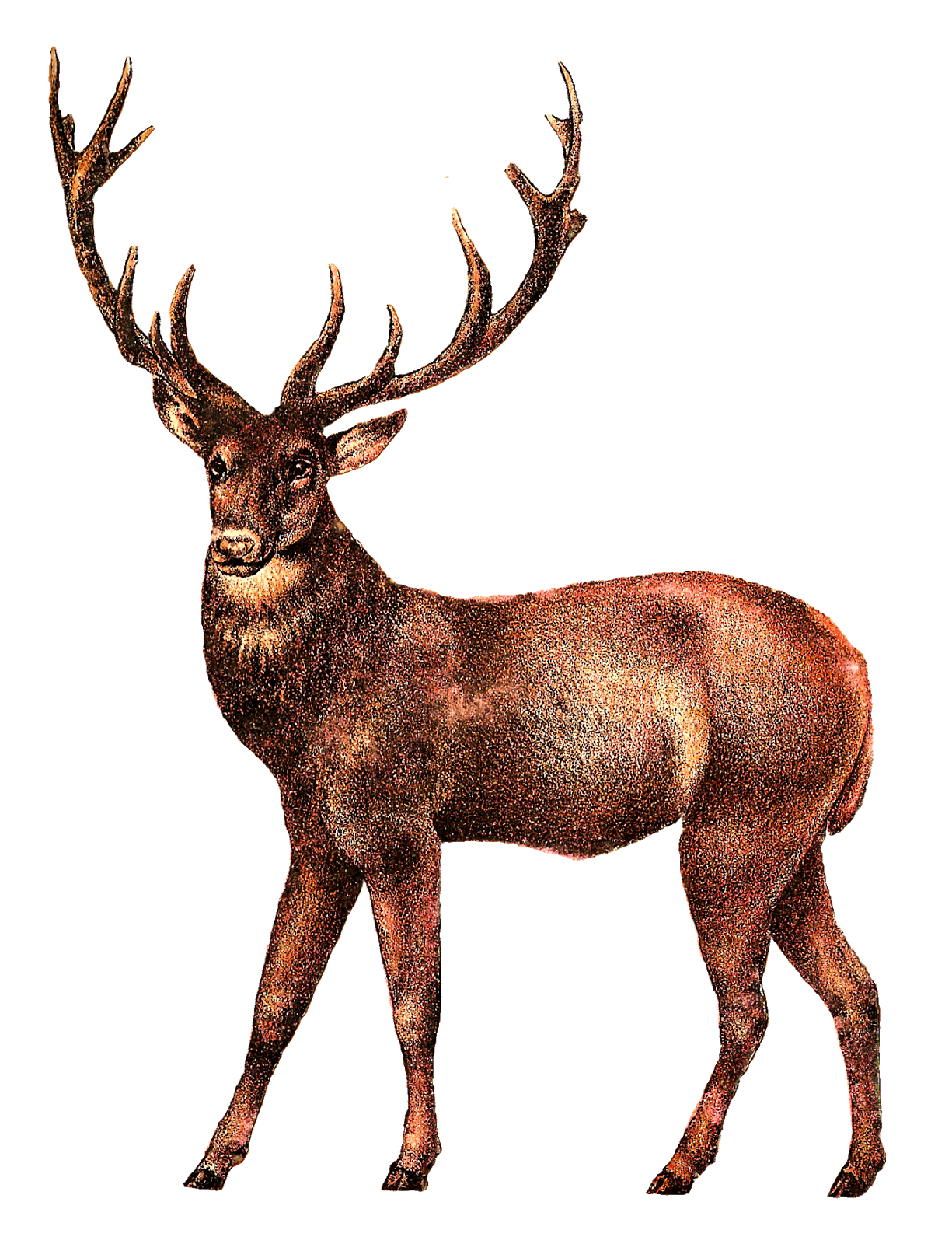 Old Deer Images PNG Transparent Background 1225x1600px - Filesize ...