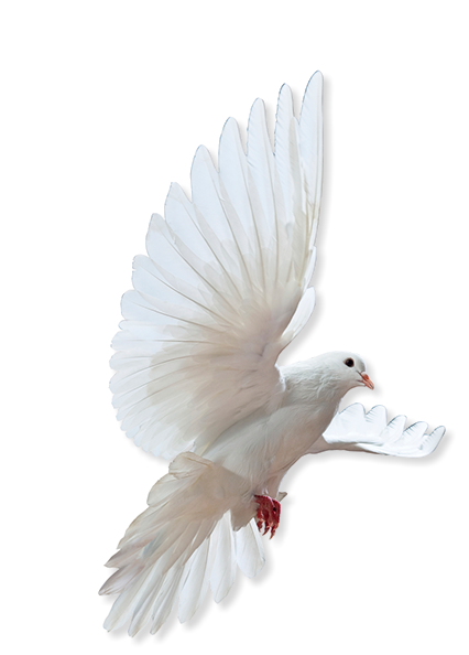 Quality Dove Photos Free PNG Transparent Background 426x594px ...