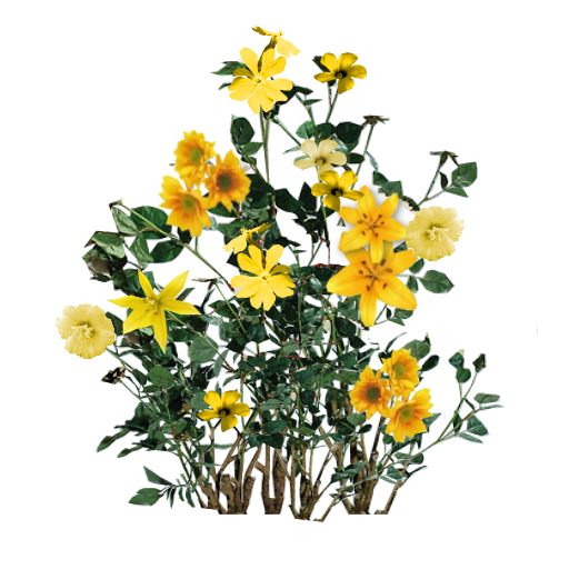 Plant, Seed Beautiful Yellow Floral Free PNG Transparent Background ...