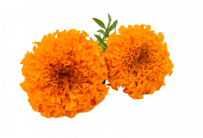 Marigold Wonderful Picture Images - 11774 - Transparentpng