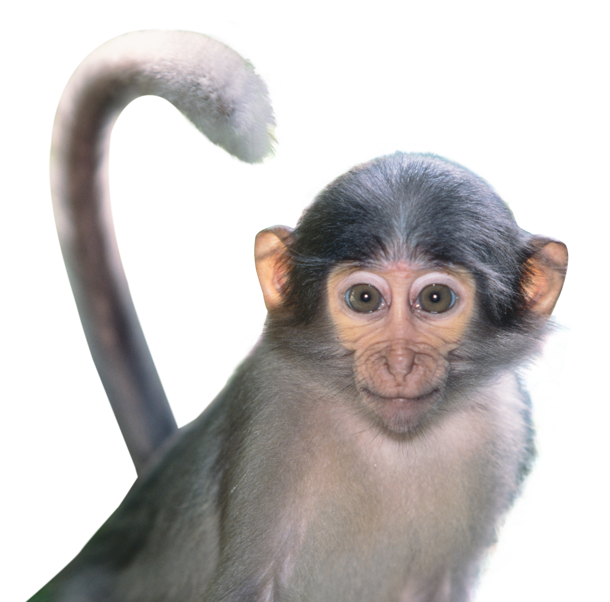 Gray Weak Monkey Hd PNG Transparent Background 1245x1229px - Filesize ...