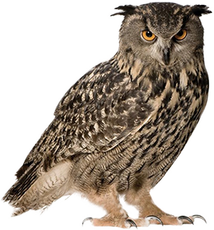 Owl PNG Vector Images with Transparent background - TransparentPNG