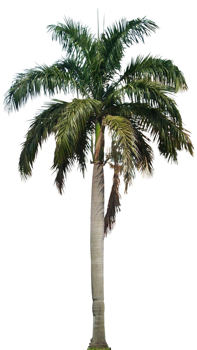 Download PALM TREE Free PNG Transparent Image And Clipart