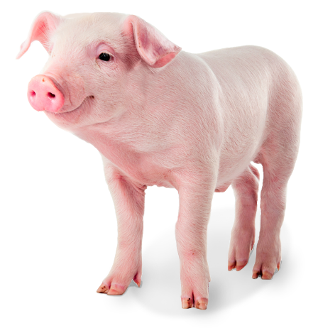 Pig PNG Vector Images with Transparent background - TransparentPNG