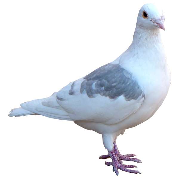 Pigeon Free 16 PNG Transparent Background 600x600px - Filesize ...