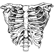 White Creepy Rib Cage Hoodie PNG Transparent Background 178x178px ...