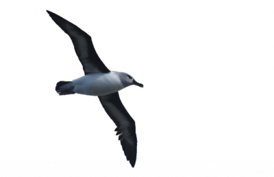 Black Wings-albatross-billed Bird Png Free Download PNG Images