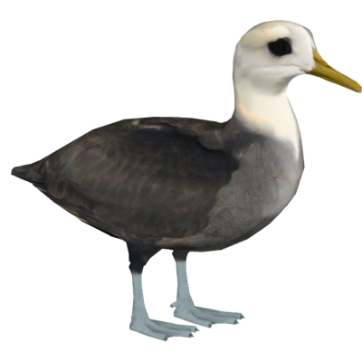 Black Albatross The Bird Image Free Download PNG Images
