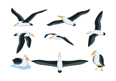 Albatross Clipart Transparent Image Of Standing In Different Cases PNG Images