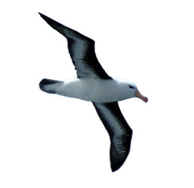 Flying Albatross Bird Picture Hd Horizontal PNG Images