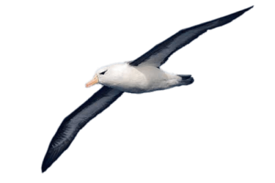 Download Wide HD Picture Of Bird Wings Albatross Png PNG Images