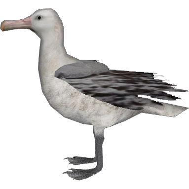 Albatross Bird Image Download Hd. Png PNG Images