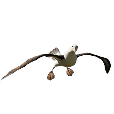Albatross Flying Hd Download. Png PNG Images