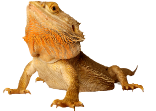 Big Orange Lizard In PNG View Amphibians Frogs, Lizards, Snakes PNG Images