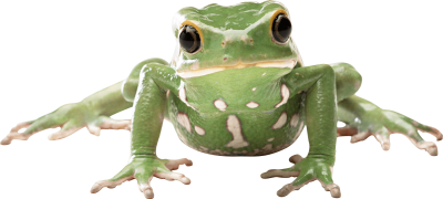 Flat Amphibian Frog With His Hands Photo Open Look Dowland Transparent, Green Frog PNG Images