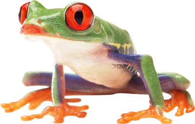Amphibian Frog With Red Eyes Colored Varieties HD Transparent PNG Images