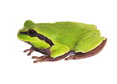 Camdibi Pistachio Green Frog Black Patterned Varieties PNG HD, Water, Lake, River PNG Images