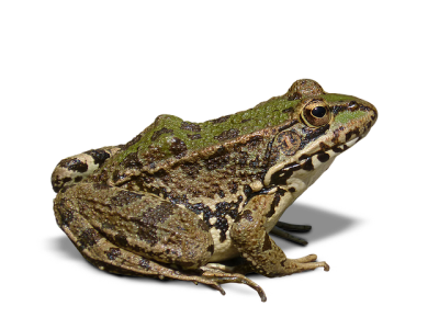 Green Embroidery PNG Patterned Amphibian, Frog, Frogs, Vertebrates, Breeding, Reproduction PNG Images