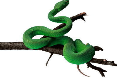 Tree Branch Wrapped Green Anaconda Photo PNG Images