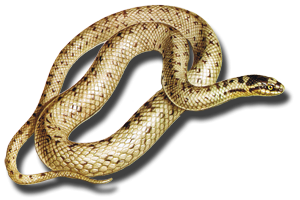 Background Colors Are White And Yellow Anacondas, Marsh Snake, Bull Snake PNG PNG Images