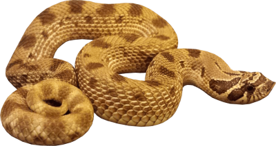 Yellow Anaconda Transparent PNG, Hunt, Hunting, Poisonous Snakes PNG Images