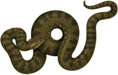  Download Green Curled Anaconda, Footless Reptile PNG Image PNG Images