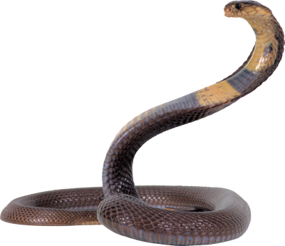 Tropical Forest, River, Anacondas Sound Picture, Black Snake Body PNG PNG Images