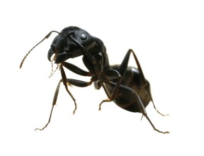 Hd Dark-colored Ants, Insects, Organisms, Ants PNG Images