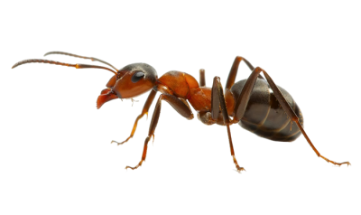 Orange Ants , Reptiles, PNG PNG Images