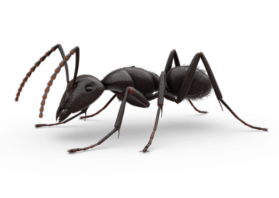 Ant Png PNG Images