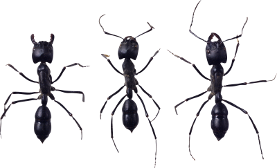 Three Adjacent Black Ant Sex Free PNG Images