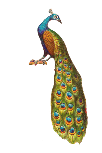 Peacock Art And Wings Png Images PNG Images