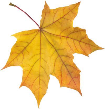 Autumn Leaves PNG Vector Images with Transparent background ...