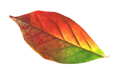 Autumn Leaf Png Transparent Picture PNG Images