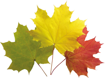 Autumn Leaves Colorful Png PNG Images