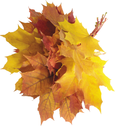 Autumn Png Leaves Images PNG Images