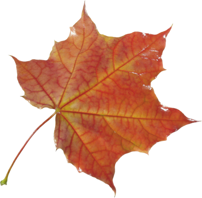 Autumn, Spring, Winter, Seasons, Leaf, Photo PNG Images