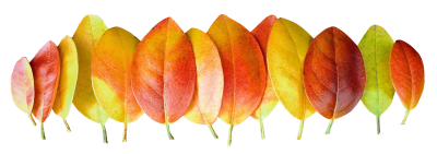 Catalog Autumn Leaves Png Transparent Images PNG Images