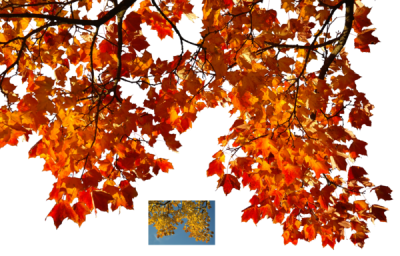Leaves On Pngheaven Pictures PNG Images