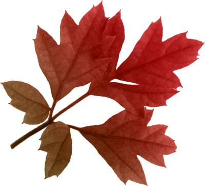 Red Autumn Leaves Png Image PNG Images