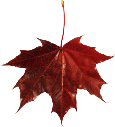 Red Leaves, Autumn, Spring, Winter, Seasons, Leaf, Png PNG Images