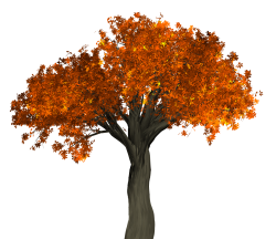 Tree Png Images PNG Images