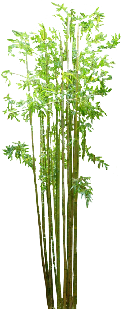 Long Bamboo Tree PNG Photo, Plant, Foliage, Tree Roots PNG Images