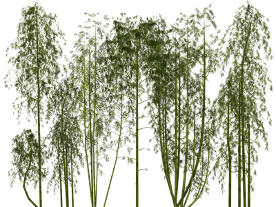 Ivy Bamboo Tree PNG, Sprouting, Cane, Hot Country, Calamus PNG Images