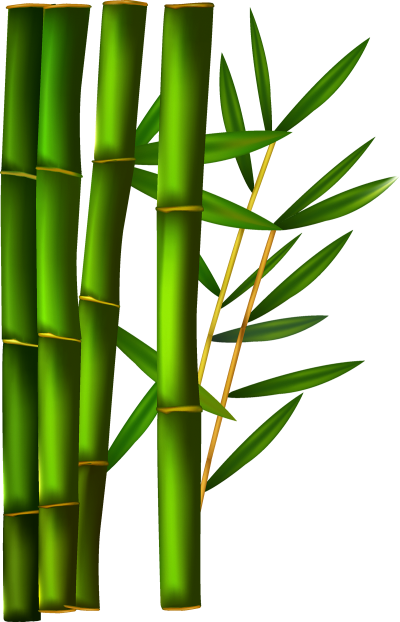 Photo Of Reed In Form Green Rooted Bamboo PNG, Basic, Tree Species, Plant Species PNG Images