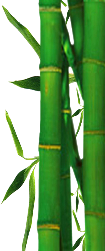 Green Cane Bamboo PNG, Grass, Forest, Soil PNG Images